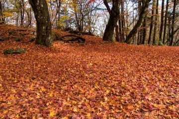 Foliage in Sicilia: un'esperienza autunnale da non perdere - 1